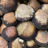 Amande, coquillages en vente aux Viviers de Banastère - Presquîle de Rhuys